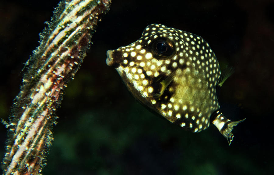 Baby Trunk Fish Photograph by Jean Noren