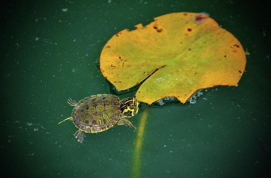 Baby Turtle And Lily Pad Photograph by Cynthia Guinn