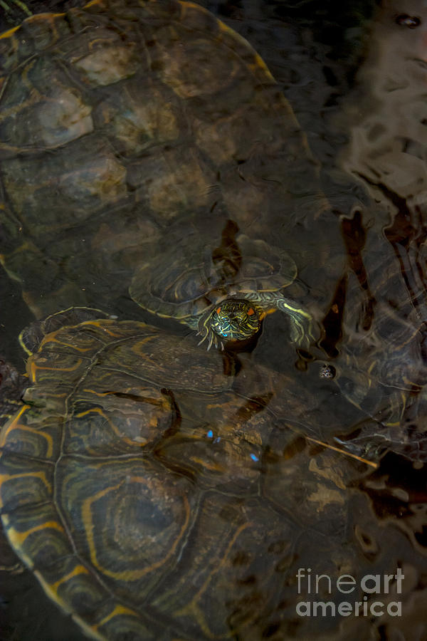 Baby Turtle Photograph by Cheryl Baxter