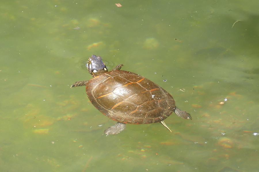 Baby Turtle Photograph by Debbie Storie - Fine Art America