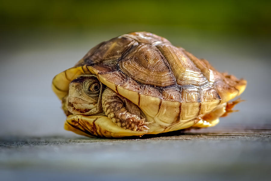 Turtle Photograph - Baby Turtle by Jeffrey Schwartz