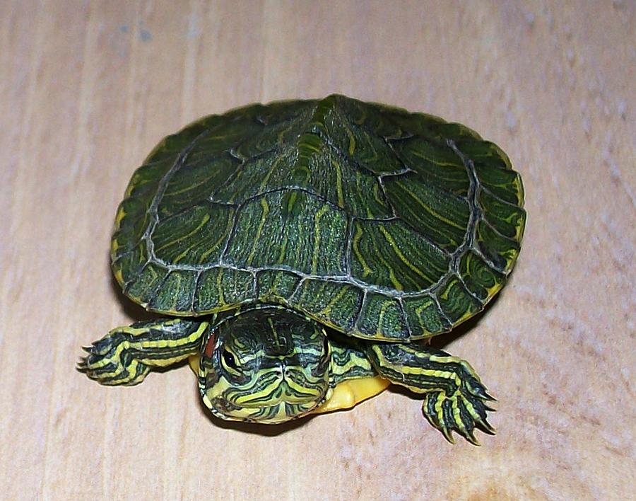 Baby Turtle Looking Up Photograph By Sara Raber - Fine Art America