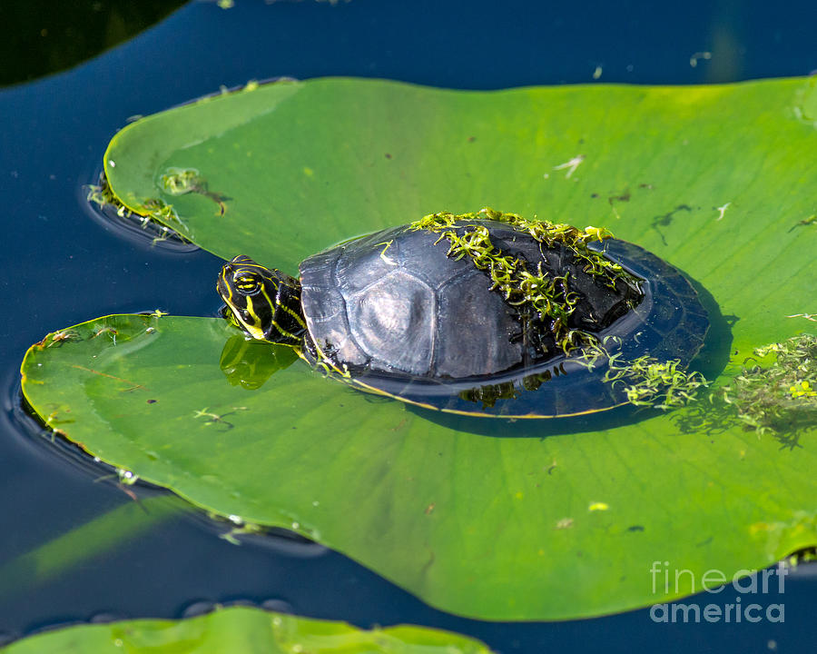 Baby Turtle on Lily Pad Photograph by Stephen Whalen