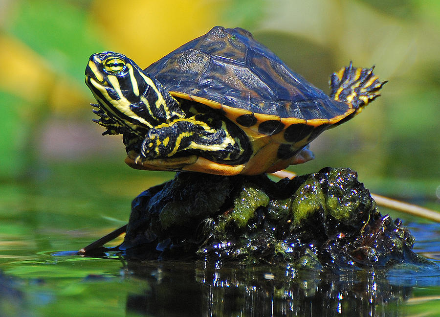 Baby Turtle Planking Photograph by Jessie Dickson