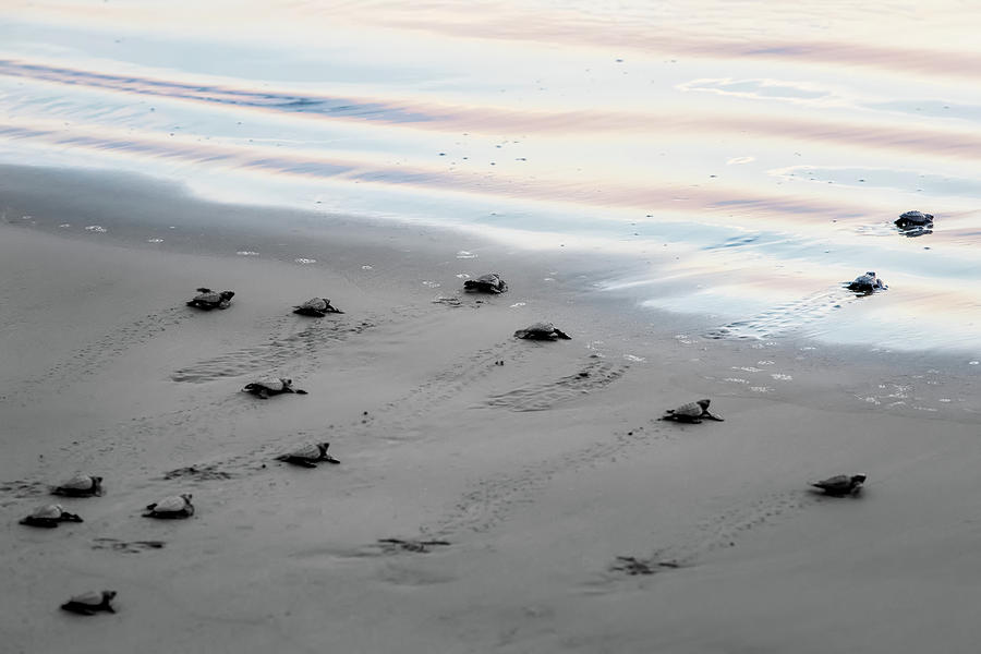 Baby Turtles At Sunset Photograph