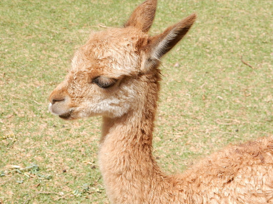 Baby Vicuna Photograph by Megan Thompson - Pixels