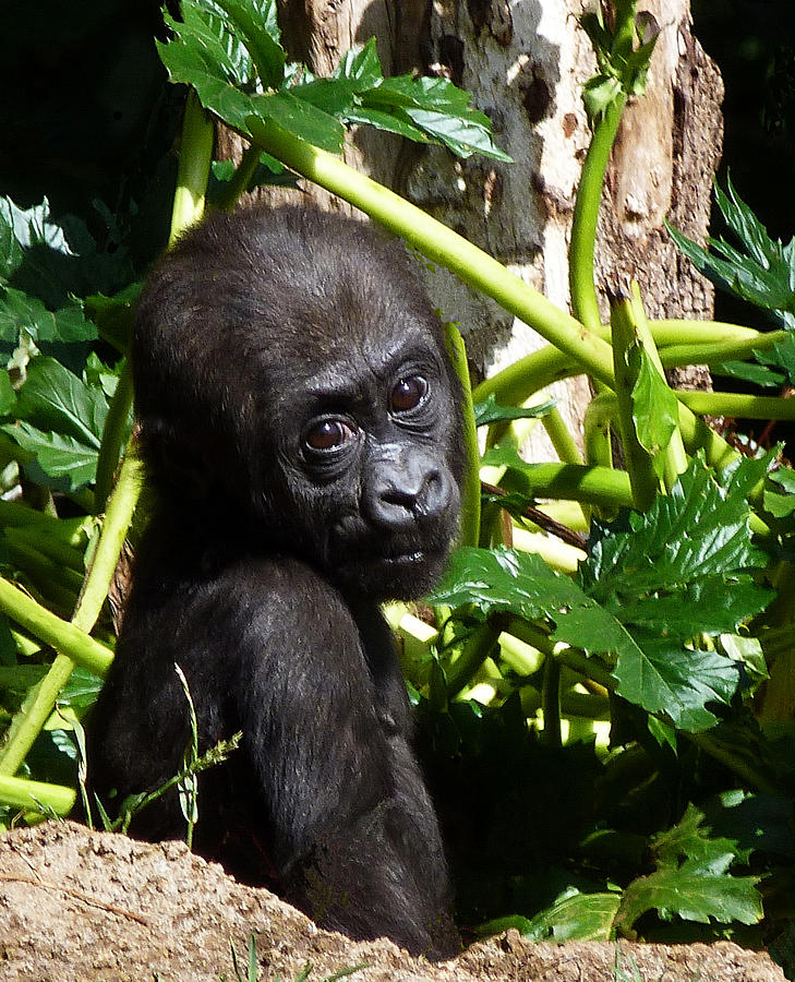 Baby Western Lowland Gorilla Photograph by Margaret Saheed