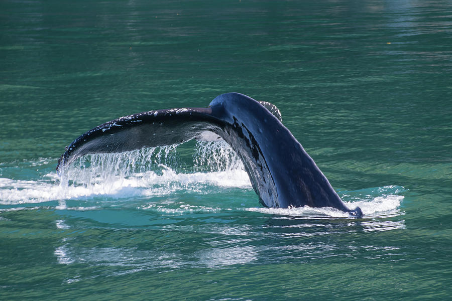 Baby Whale Tail Photograph by David Kirby