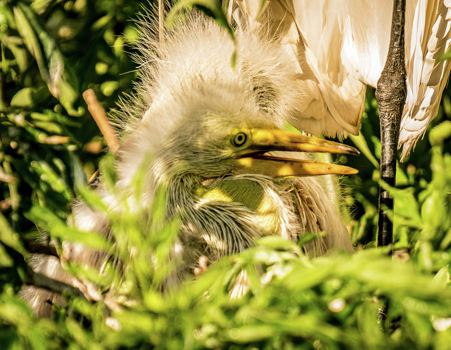 Baby white egret Photograph by Jane Luxton
