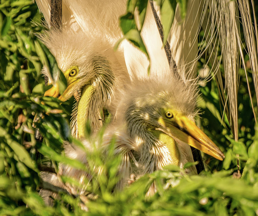 Baby white egrets Photograph by Jane Luxton