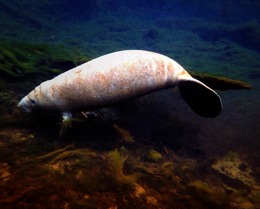 Baby White Manatee Photograph by Sheri McLeroy