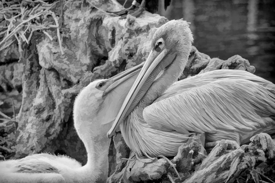 Baby White Pelican Talks to Mother White Pelican Photograph by Ginger Wakem