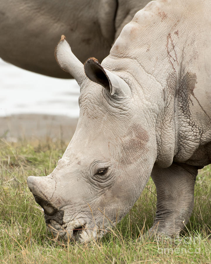 Baby White Rhino Photograph by Jacques Jacobsz - Fine Art America