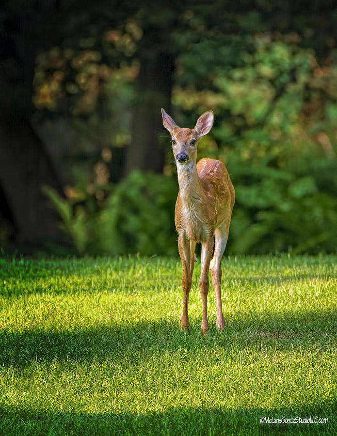 Deer Photograph - Baby White Tail Deer by LeeAnn McLaneGoetz McLaneGoetzStudioLLCcom