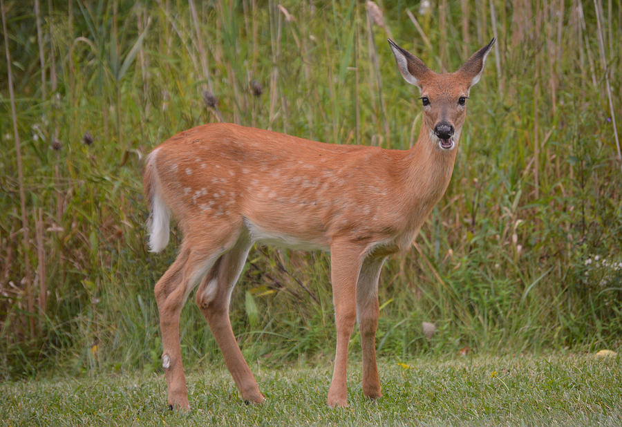 Baby White Tail Deer Photograph by Sara McKay | Pixels
