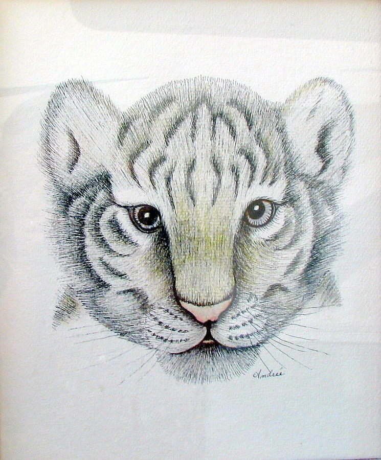 Baby White Tiger Drawing by Carol Nistle - Fine Art America