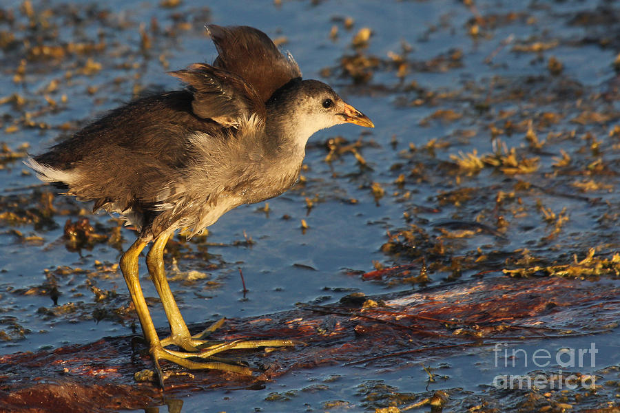 Baby Wings - Common Gallinule Photograph by Meg Rousher