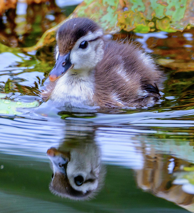 Baby WOod Duck Photograph by Jerry Cahill