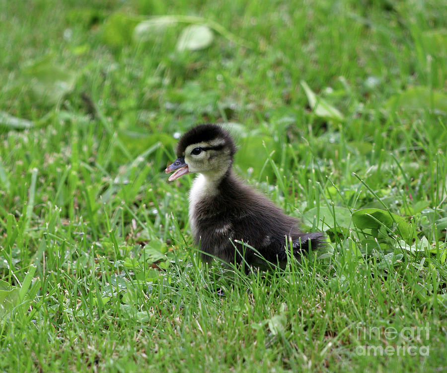 baby wood duck pictures