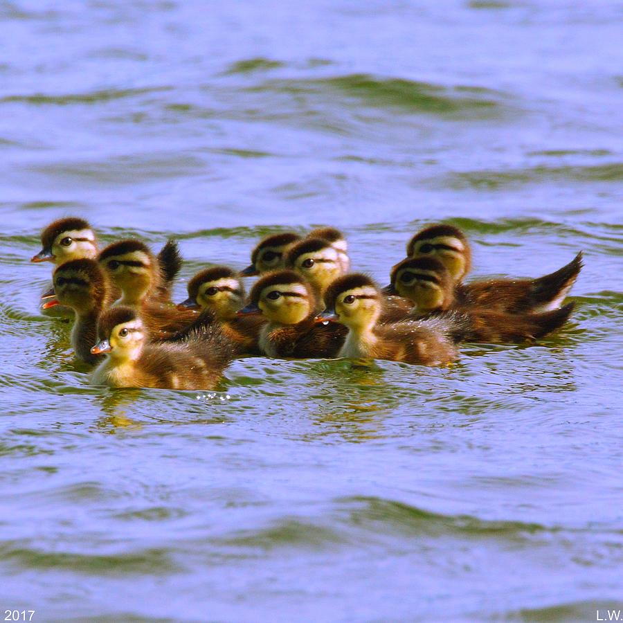 Animal Photograph - Baby Wood Ducks First Outing by Lisa Wooten