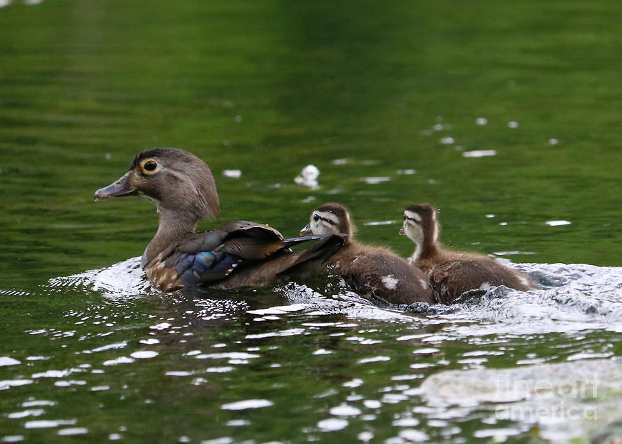 Baby Wood Ducks with Mom Photograph by Carol Groenen
