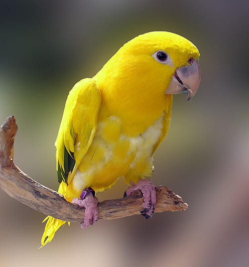 baby yellow parakeets