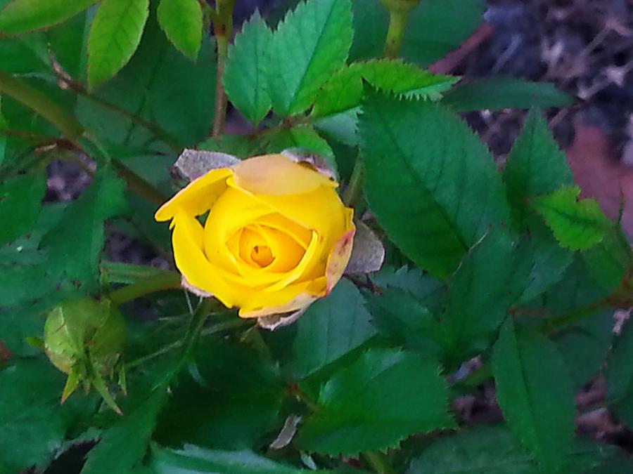 Baby Yellow Rose Photograph