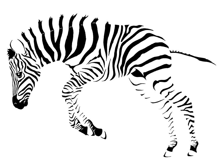 Baby zebra Drawing by Nikola Marinkovic - Fine Art America