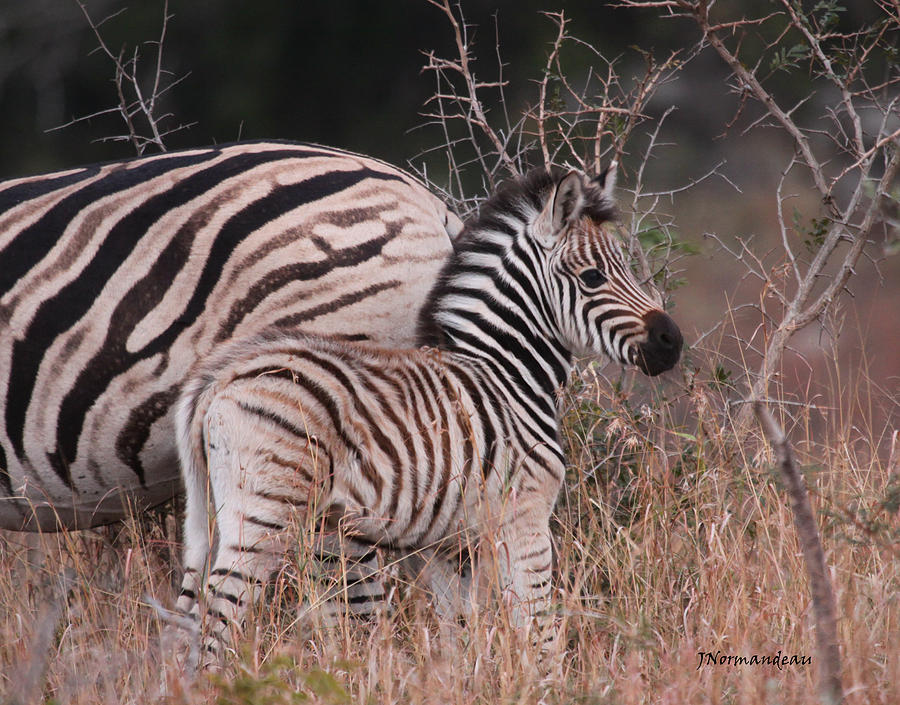 Zebra Photograph - Baby Zebra by Sarah  Lalonde