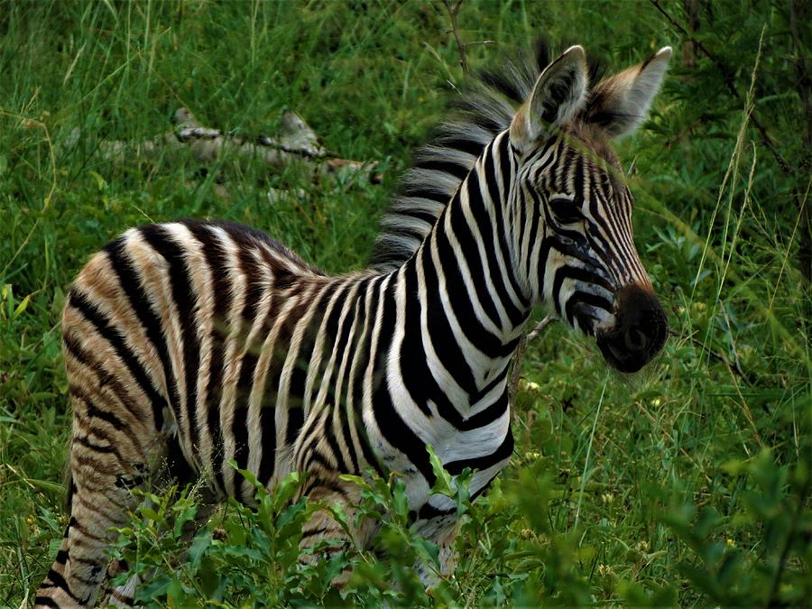 Baby Zebra  Photograph by Vijay Sharon Govender