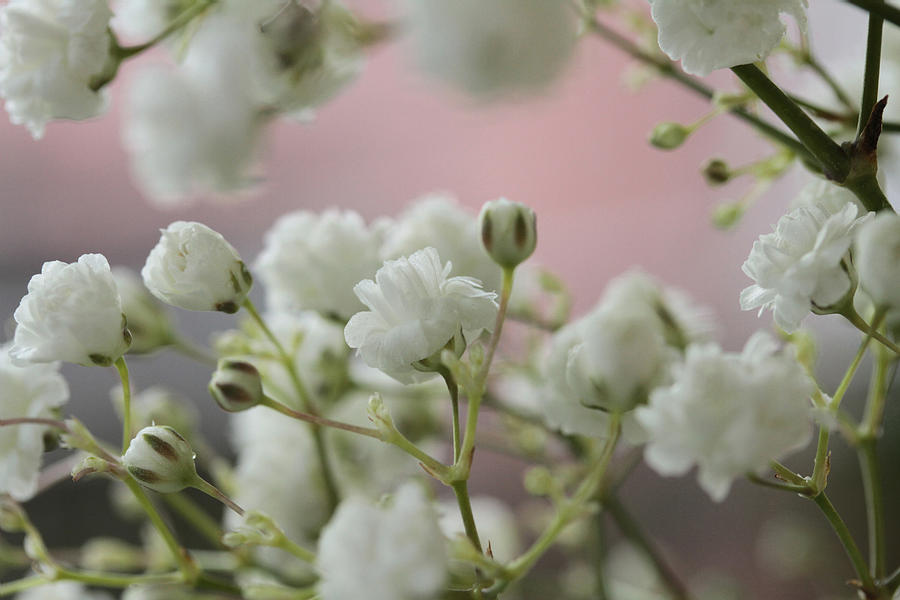 Babys Breath Photograph by Connie Handscomb