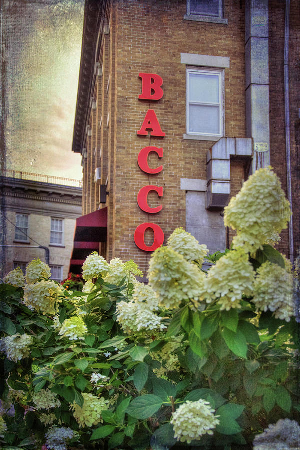 Bacco - Boston North End Photograph by Joann Vitali