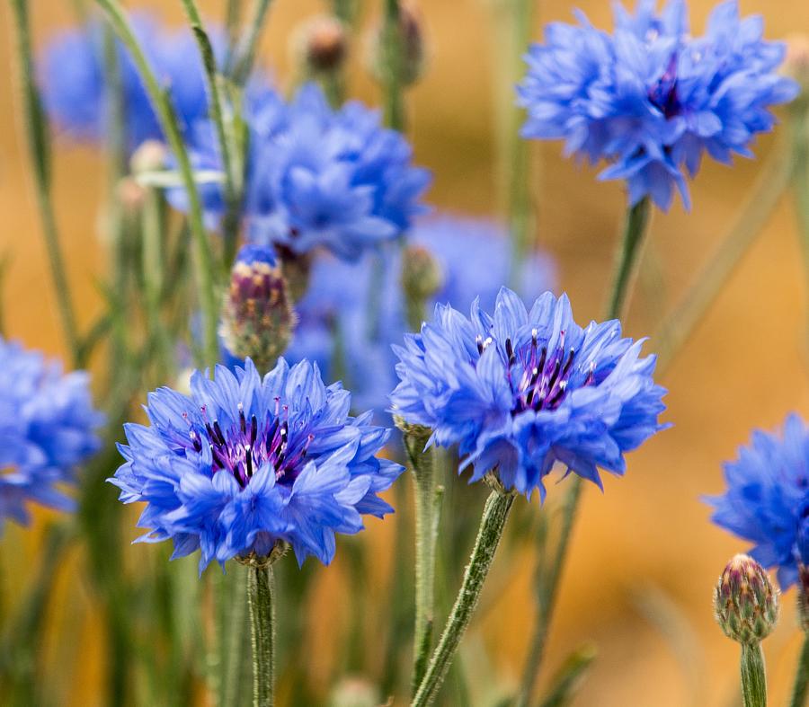 Bachelor Buttons in Blue Photograph by E Faithe Lester