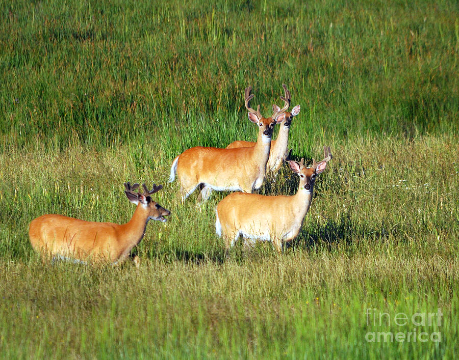Deer Photograph - Summer Bucks  by Brad Christensen