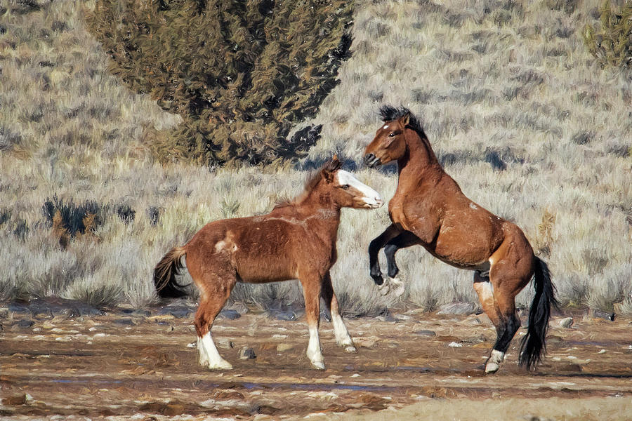 Bachelor Stallions Practicing the Art of Fighting, No. 1 Photograph by Belinda Greb