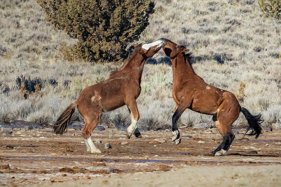 Bachelor Stallions Practicing the Art of Fighting, No. 2 Photograph by Belinda Greb