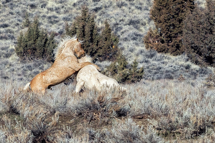 Bachelor Stallions Practicing the Art of Fighting, No. 3 Photograph by Belinda Greb