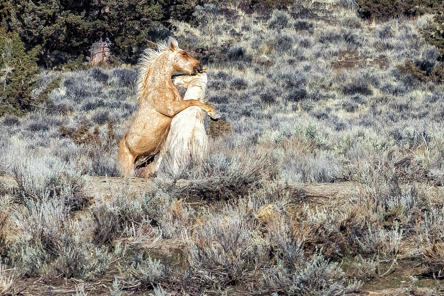 Bachelor Stallions Practicing the Art of Fighting, No. 4 Photograph by Belinda Greb