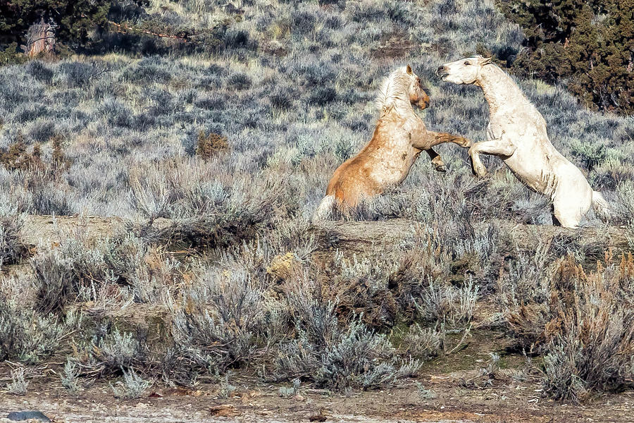Bachelor Stallions Practicing the Art of Fighting, No. 5 Photograph by Belinda Greb