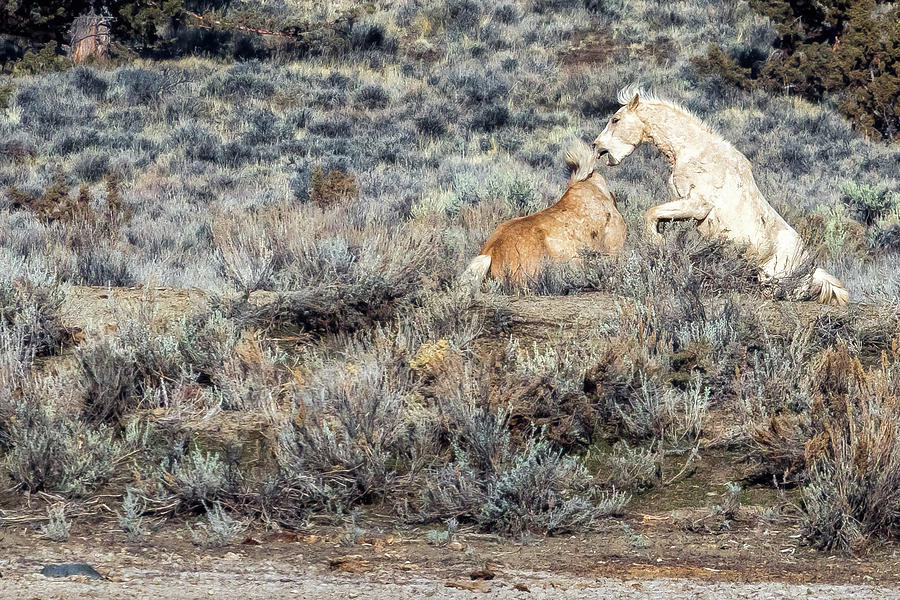 Bachelor Stallions Practicing the Art of Fighting, No. 6 Photograph by Belinda Greb