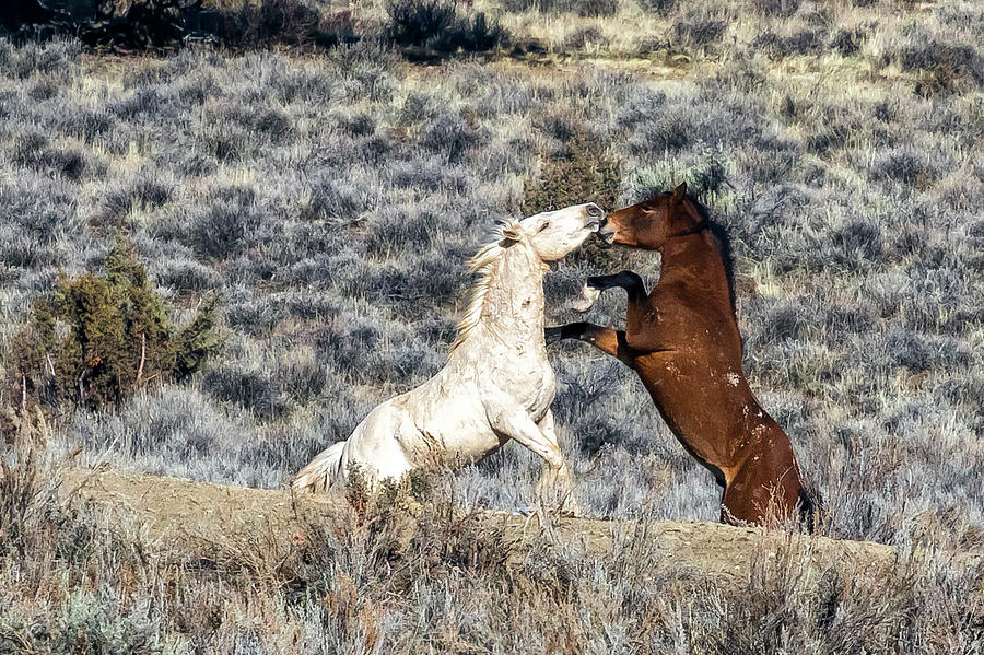 Bachelor Stallions Practicing the Art of Fighting, No. 7 Photograph by Belinda Greb