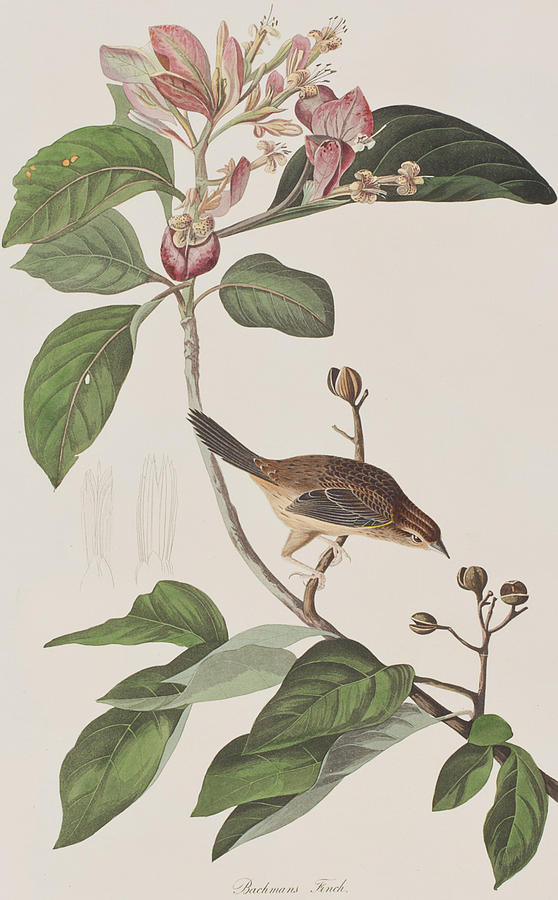 John James Audubon Painting - Bachmans Sparrow by John James Audubon
