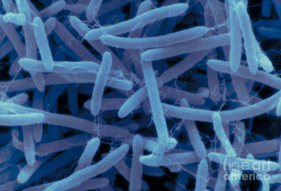 Bacillus Brevis Photograph by Scimat