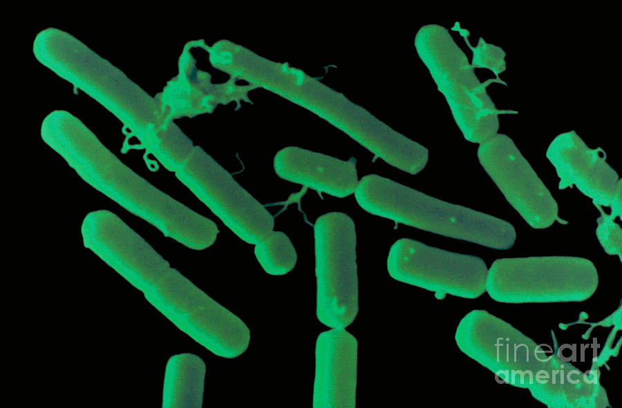 Bacillus Megaterium Photograph - Bacillus Megaterium by Scimat