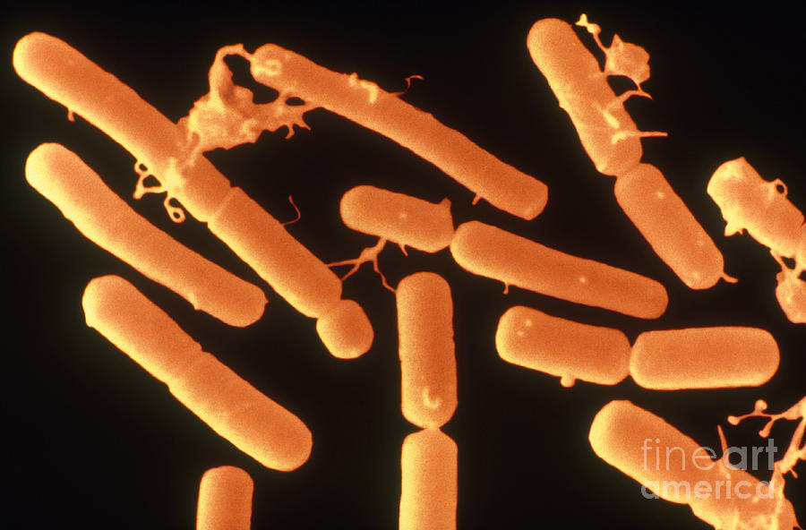 Science Photograph - Bacillus Megaterium, Sem by Scimat