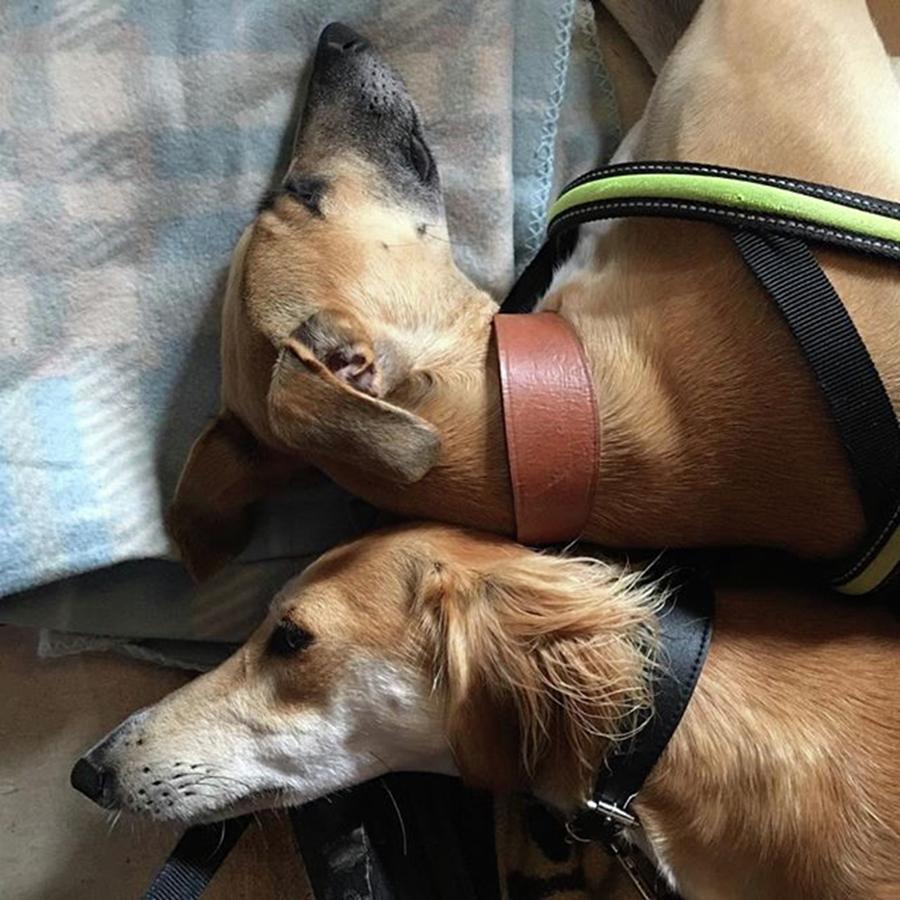 Lurcher Photograph - Back 2 Back - Ava And Finly Relaxing At by John Edwards