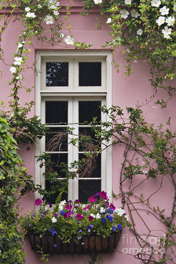 Back Alley Window Box - D001793 Photograph by Daniel Dempster