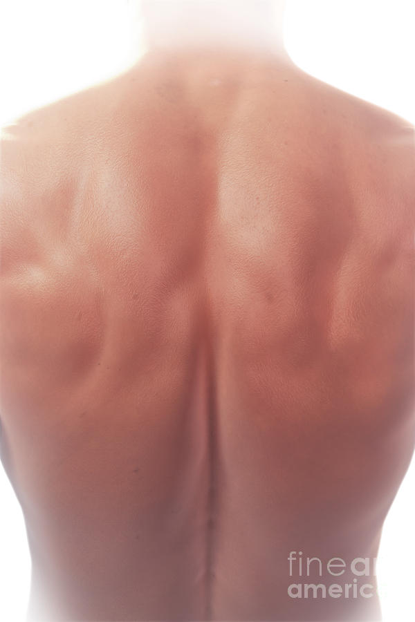 Back Anatomy Photograph by Science Picture Co