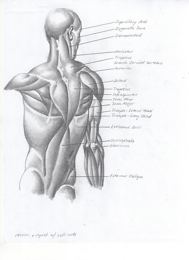 Back and Arm Drawing by James Robinson - Fine Art America