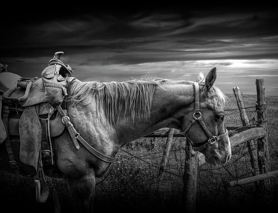 Back at the Ranch in Black and White Photograph by Randall Nyhof